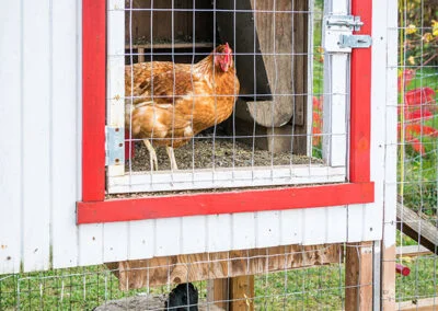 Le poulailler