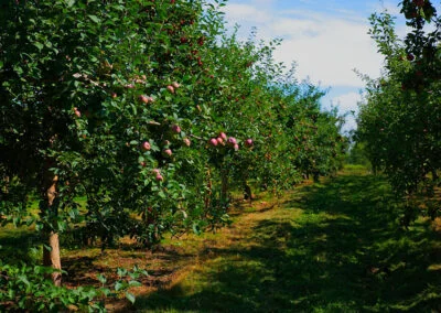 Les pommiers de notre verger